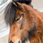 ijslandse-poney