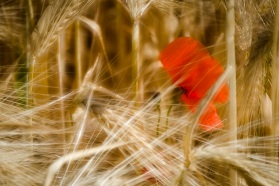 170618_Klaprozen_066-3